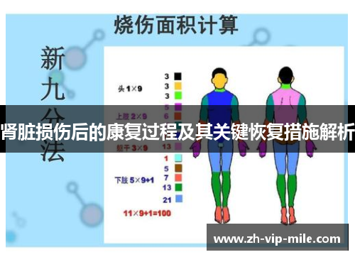 肾脏损伤后的康复过程及其关键恢复措施解析 肾脏损伤后的康复过程及其关键恢复措施解析